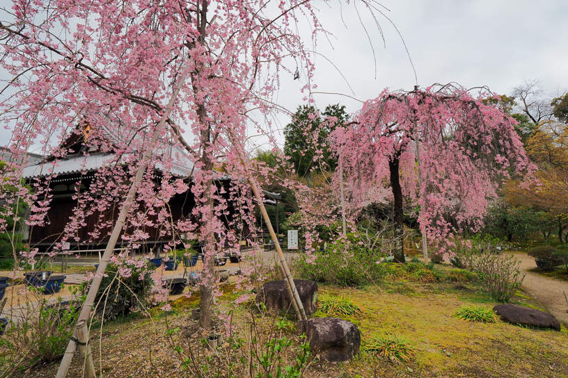 法金剛院（撮影日：2024年4月4日）