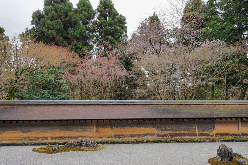 龍安寺 石庭のしだれ桜（撮影日：2024年4月4日）