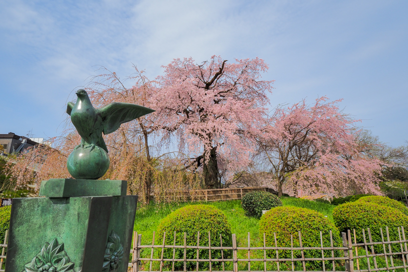 円山公園（撮影日：2024年4月5日）