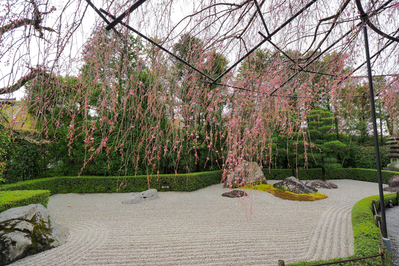 妙心寺 退蔵院 余香苑のしだれ桜（撮影日：2024年4月4日）