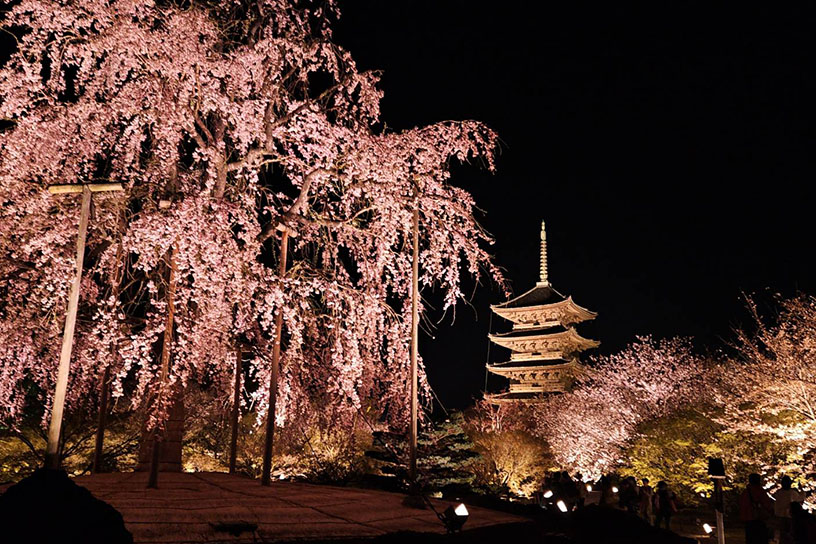 東寺 不二桜（撮影日：2024年4月4日）