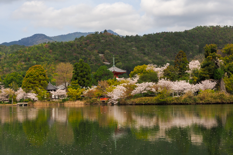 旧嵯峨御所 大本山 大覚寺（撮影日：2024年4月11日）