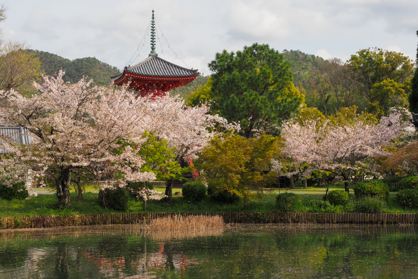 旧嵯峨御所 大本山 大覚寺（撮影日：2024年4月11日）