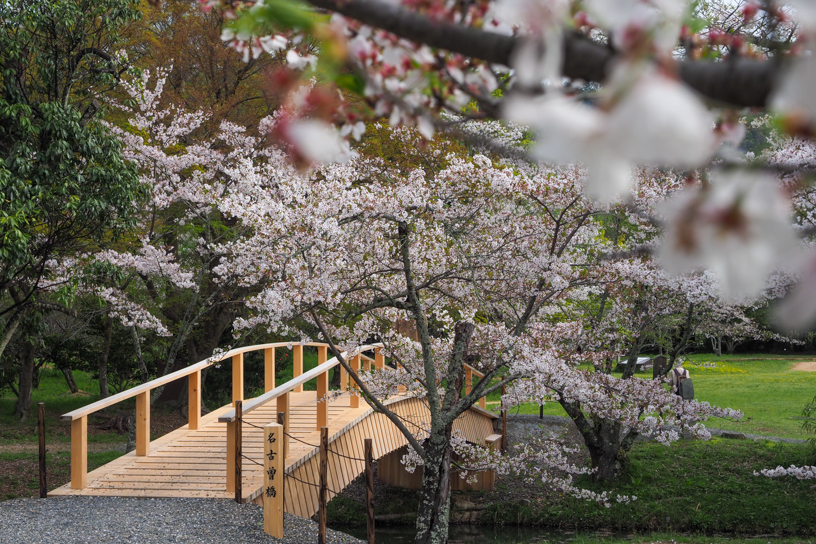 旧嵯峨御所 大本山 大覚寺（撮影日：2024年4月11日）