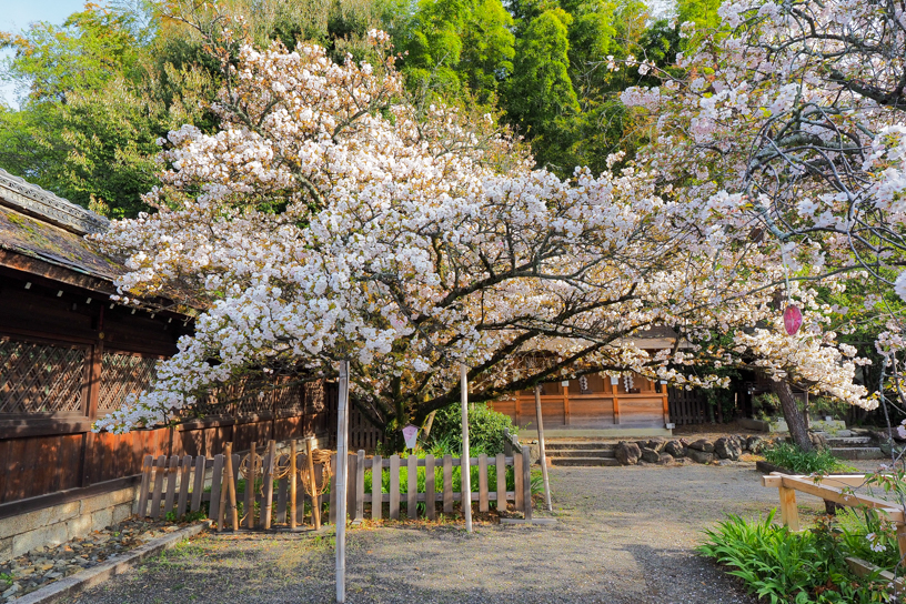 平野神社（撮影日：2024年4月11日）