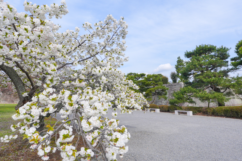 二条城 桜の園（撮影日：2024年4月11日）