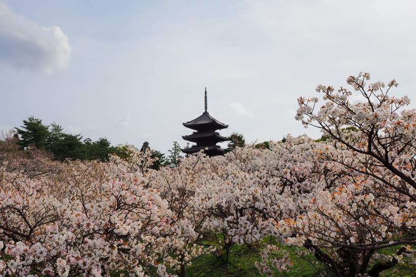 仁和寺 御室桜（撮影日：2024年4月11日）