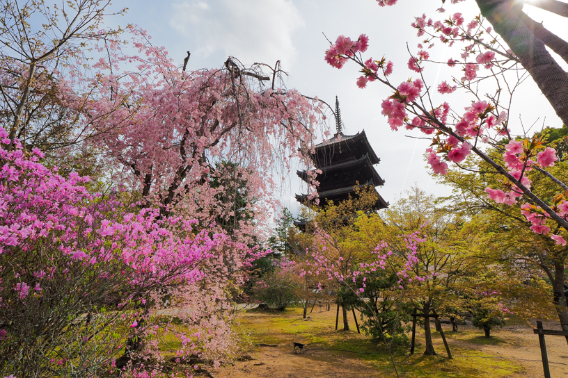 仁和寺 五重塔まわり（撮影日：2024年4月11日）