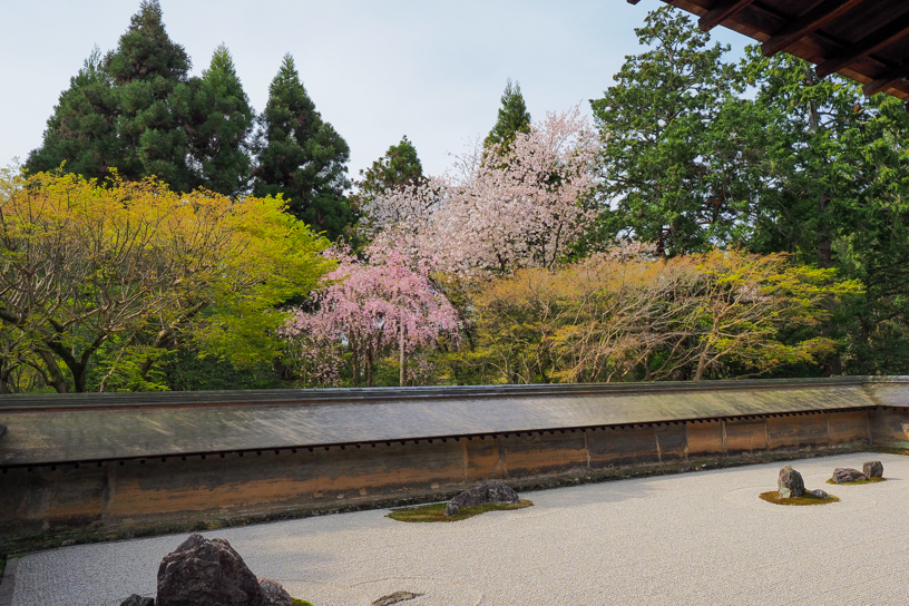 龍安寺 石庭（撮影日：2024年4月11日）