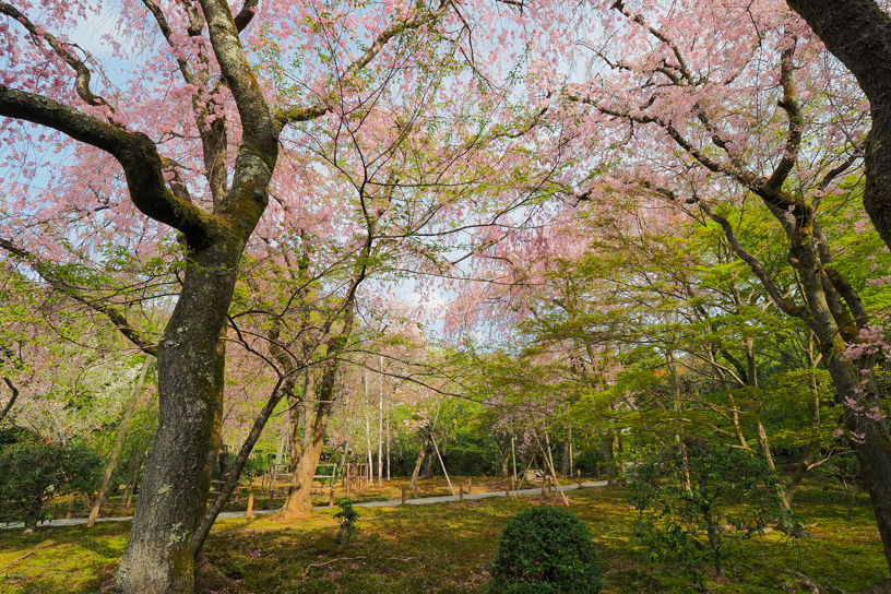 龍安寺 境内西側にある桜園（撮影日：2024年4月11日）