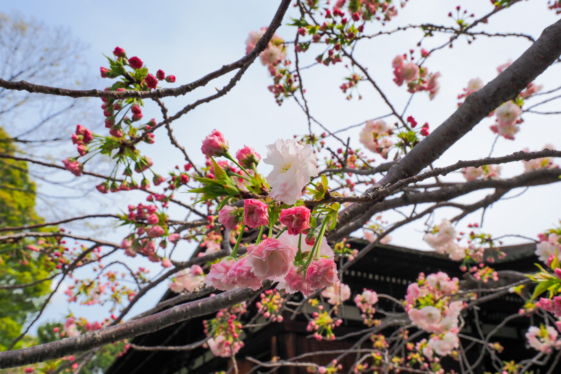 千本釈迦堂（撮影日：2024年4月11日）