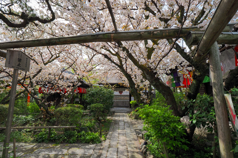 雨宝院（撮影日：2024年4月11日）