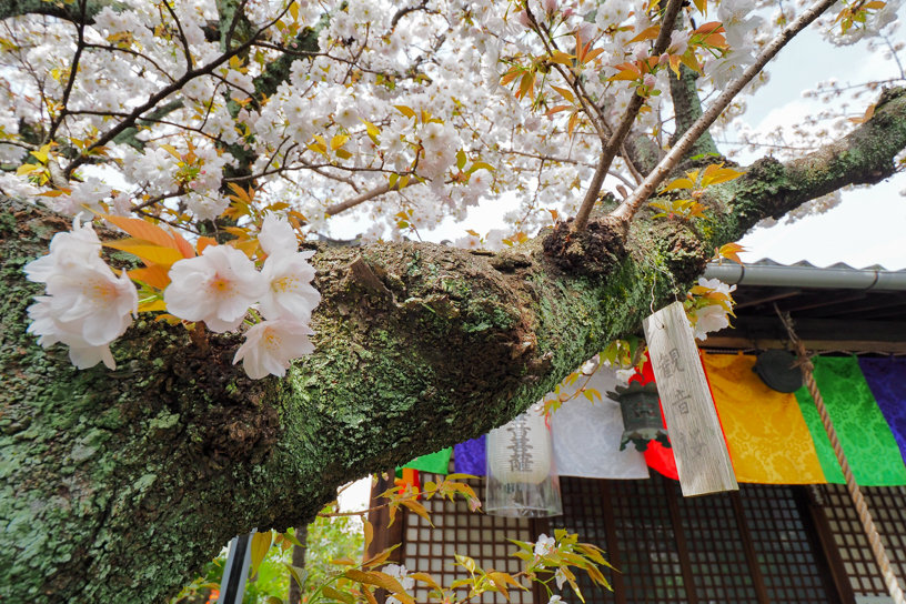 雨宝院（撮影日：2024年4月11日）