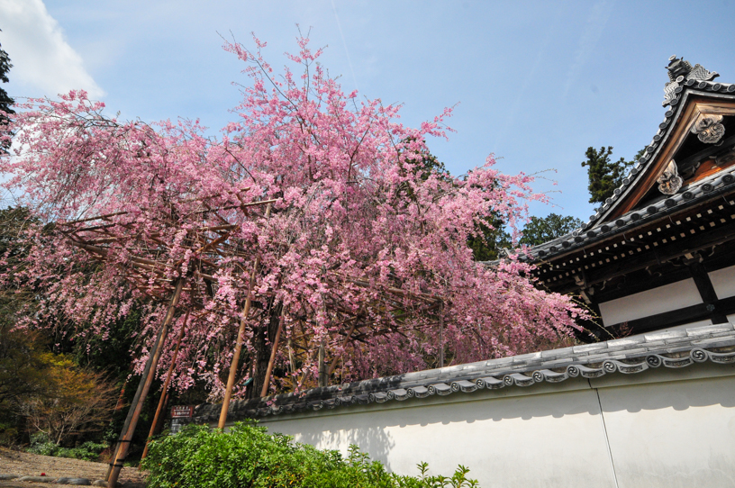 善峯寺 薬師堂（撮影日：2024年4月11日）