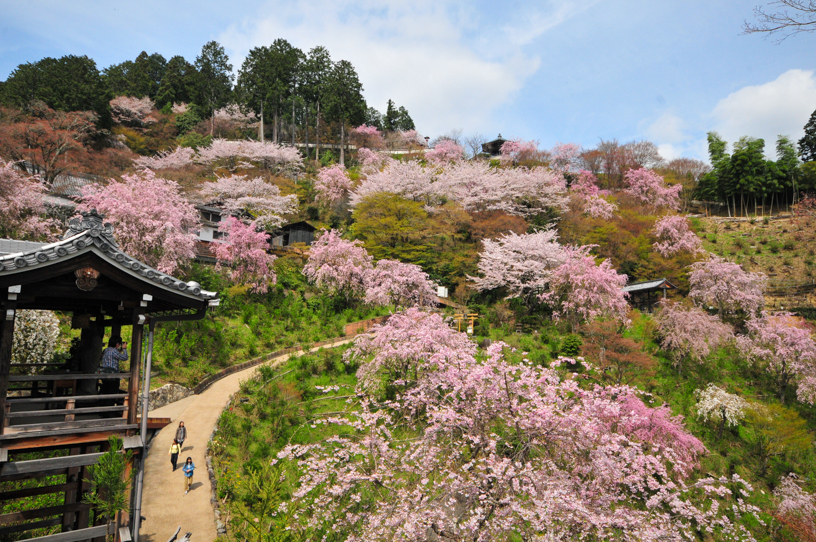 善峯寺 白山桜あじさい苑（撮影日：2024年4月11日）