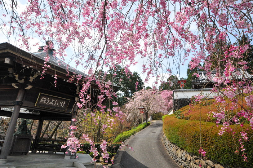 善峯寺 薬師堂へ続く参道（撮影日：2024年4月11日）