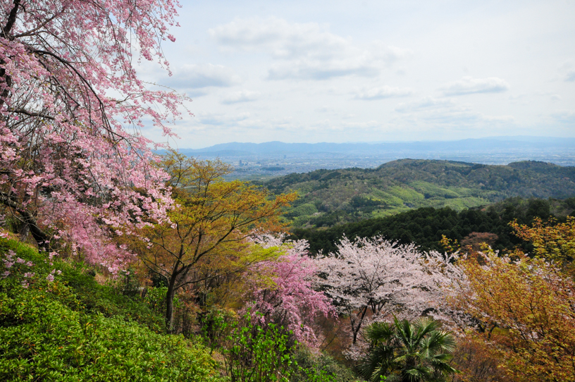 善峯寺 薬師堂からの眺め（撮影日：2024年4月11日）