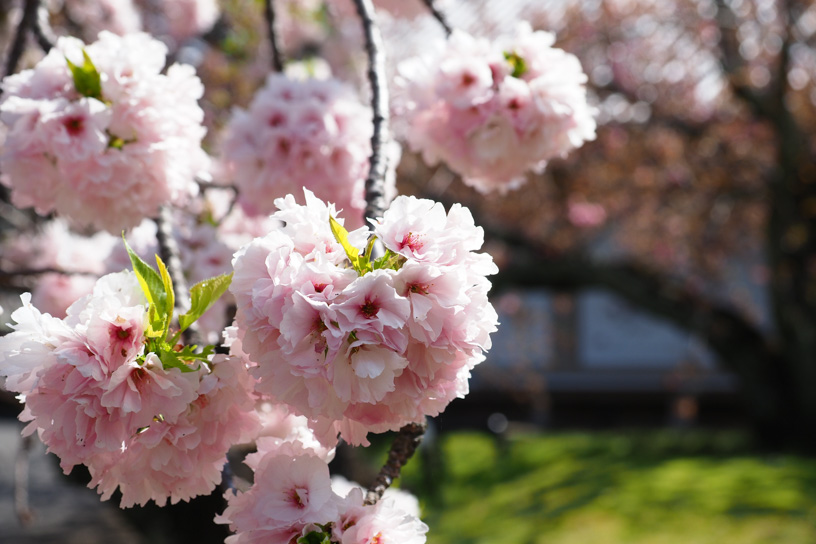 醍醐寺（撮影日：2024年4月12日）