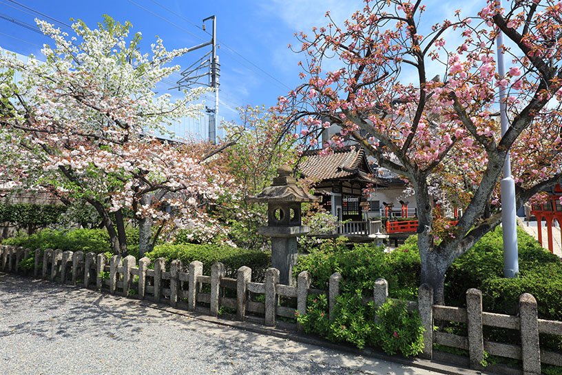 六孫王神社（撮影日：2024年4月12日）