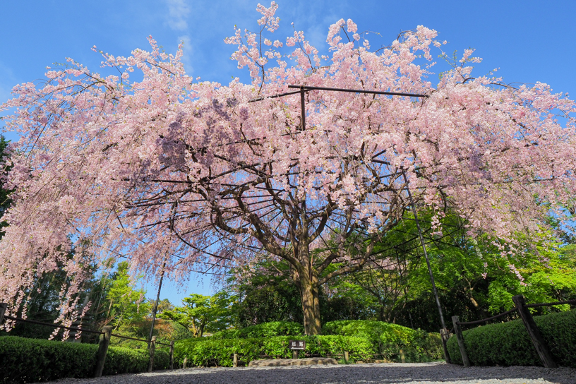 妙心寺 退蔵院（撮影日：2024年4月12日）