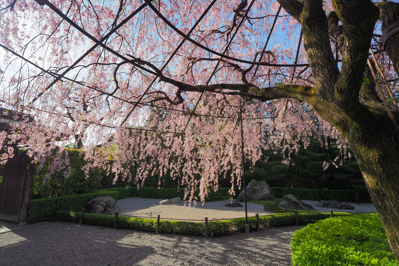 妙心寺 退蔵院（撮影日：2024年4月12日）