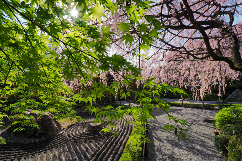 妙心寺 退蔵院（撮影日：2024年4月12日）