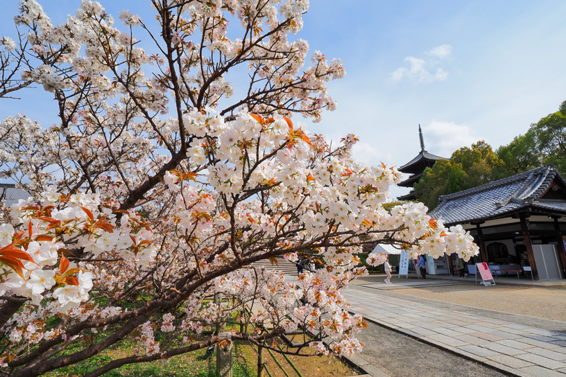 仁和寺 御室桜（撮影日：2024年4月11日）