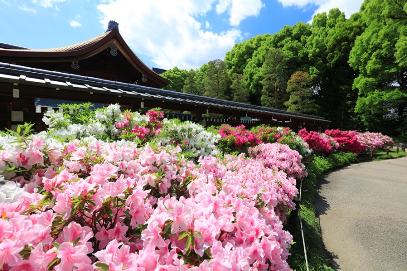いま訪ねたい！ 京都・見頃の花名所（2024/4/26更新）｜そうだ 京都、行こう。