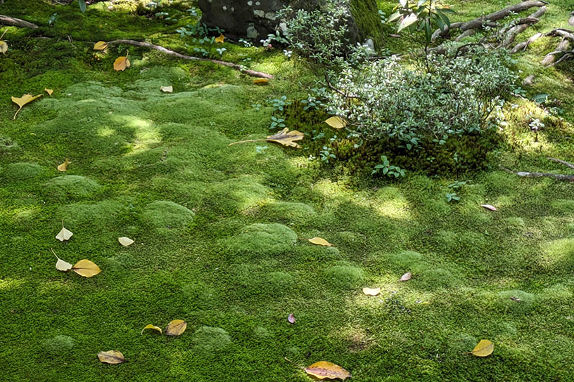 苔も生き生きしています