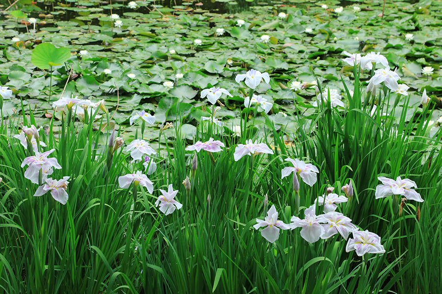 撮影日：2024年6月5日（水）