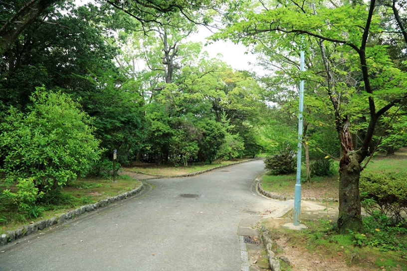 分岐する道も多くあります