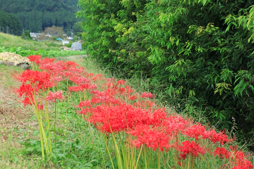 彼岸花（撮影日：2023年9月28日）