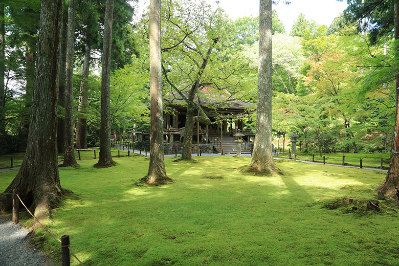 一面が“緑の絨毯”に