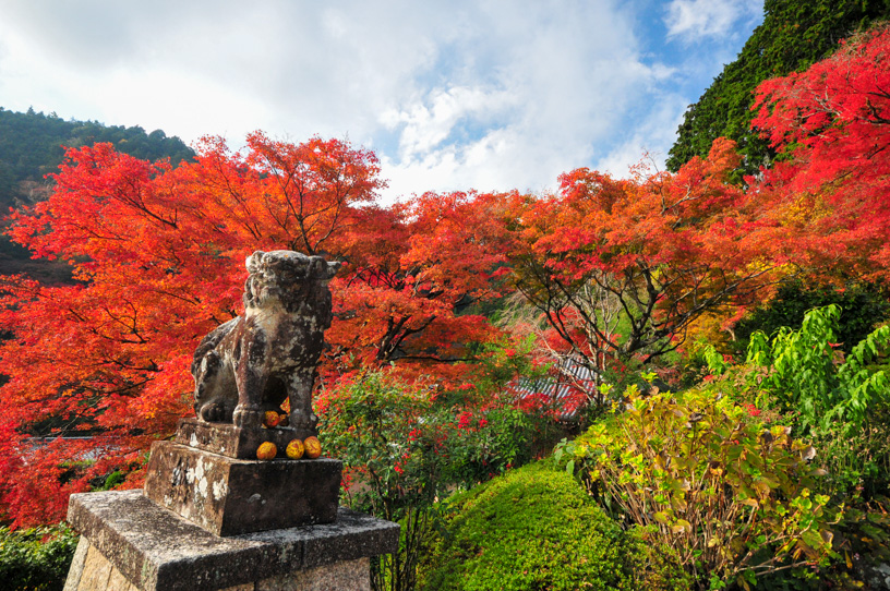 善峯寺（撮影日：2023年11月23日）