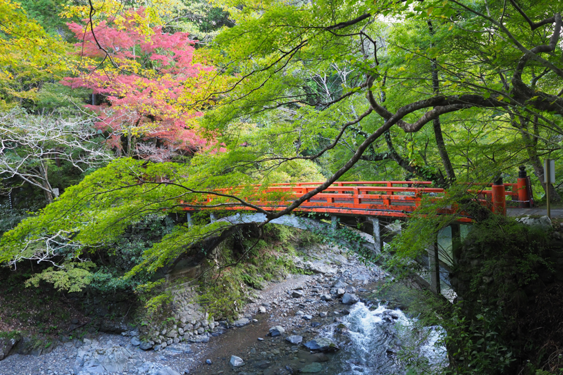 西明寺 指月橋（撮影日：2024年11月7日）