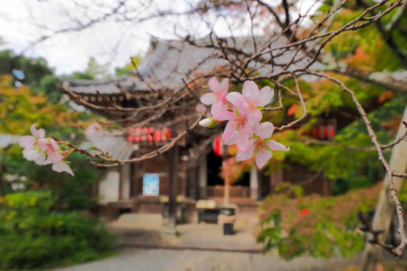 赤山禅院 寒桜（撮影日：2024年11月7日）