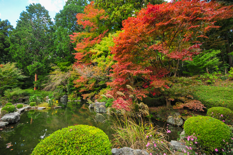 善峯寺 蓮華寿院旧跡庭（撮影日：2024年11月7日）　