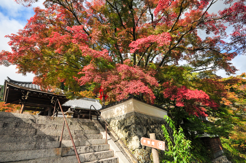 善峯寺 釈迦堂前（撮影日：2024年11月7日）　