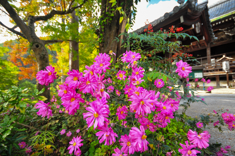 善峯寺 秋明菊（撮影日：2024年11月7日）