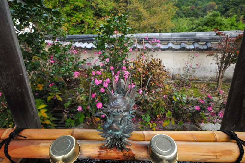 善峯寺 秋明菊（撮影日：2024年11月7日）