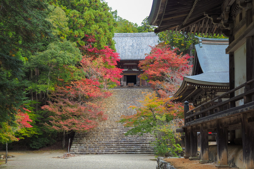 昨年の神護寺（撮影日：2023年11月6日）