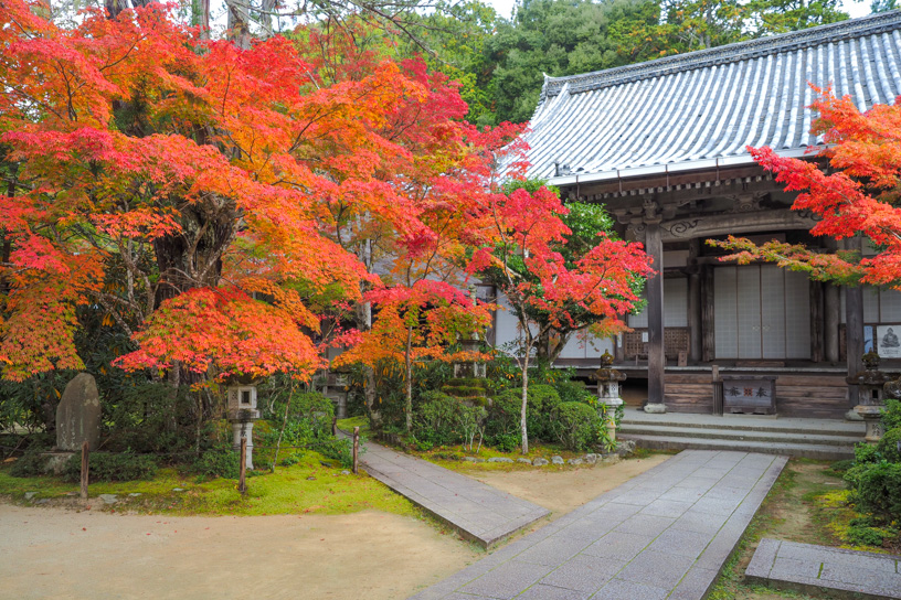 昨年の西明寺 本堂前（撮影日：2023年11月6日）