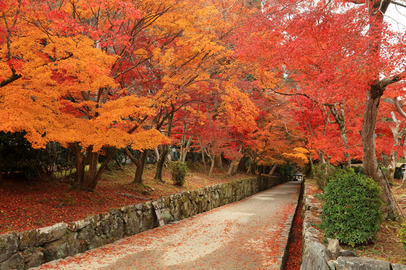 琴坂（紅葉の見頃は11月下旬から12月初旬）