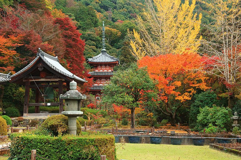 紅葉の見頃は11月下旬