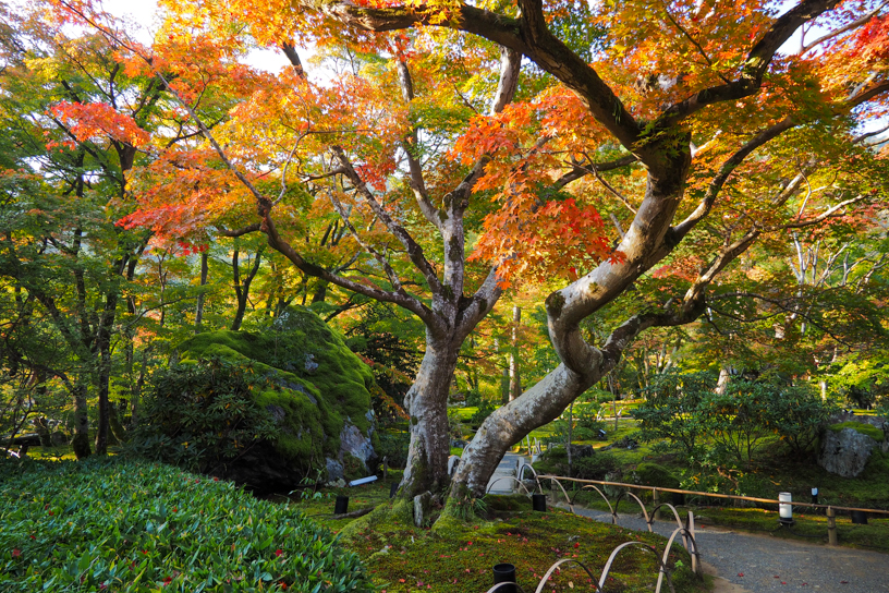 宝厳院 獅子吼の庭（撮影日：2024年11月14日）