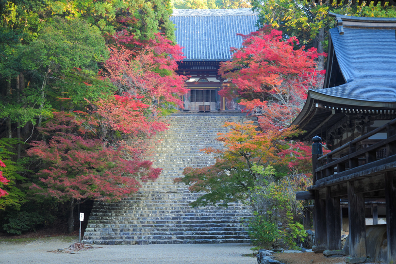 神護寺 五大堂横から金堂を望む（撮影日：2024年11月14日）