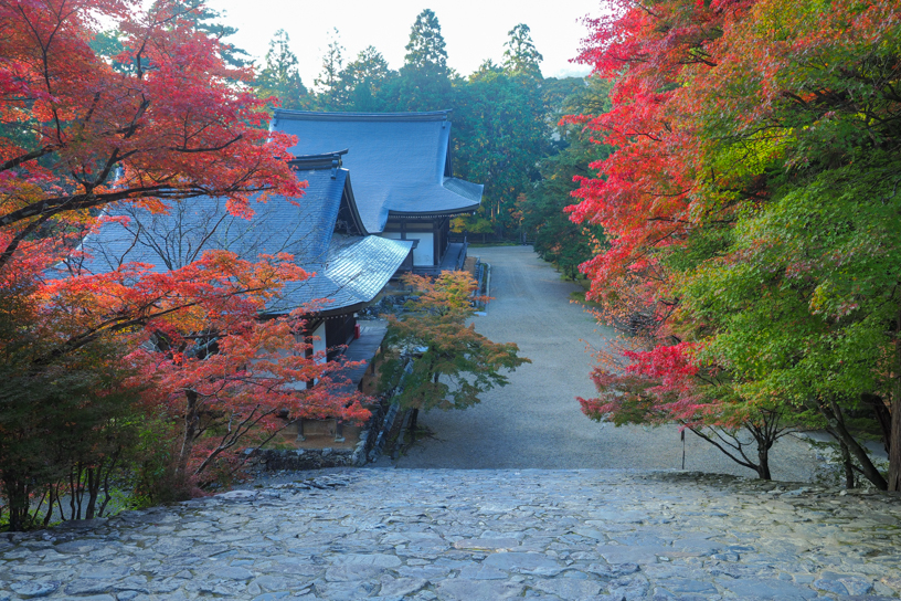 神護寺 金堂前から五大堂を望む（撮影日：2024年11月14日）