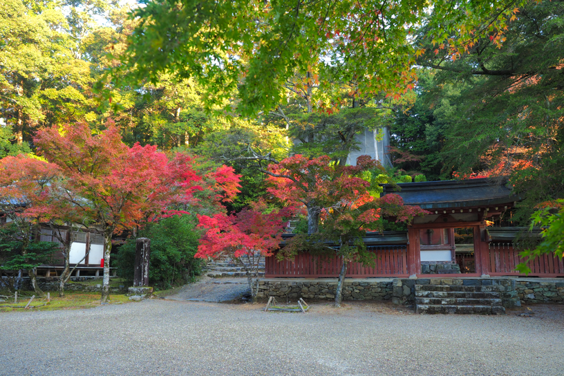 神護寺（撮影日：2024年11月14日）