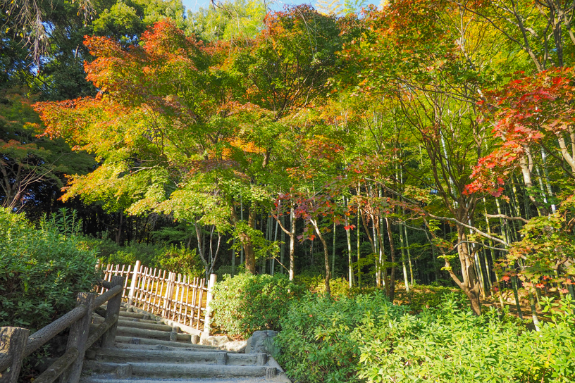 天龍寺 望京の丘へ続く階段（撮影日：2024年11月14日）