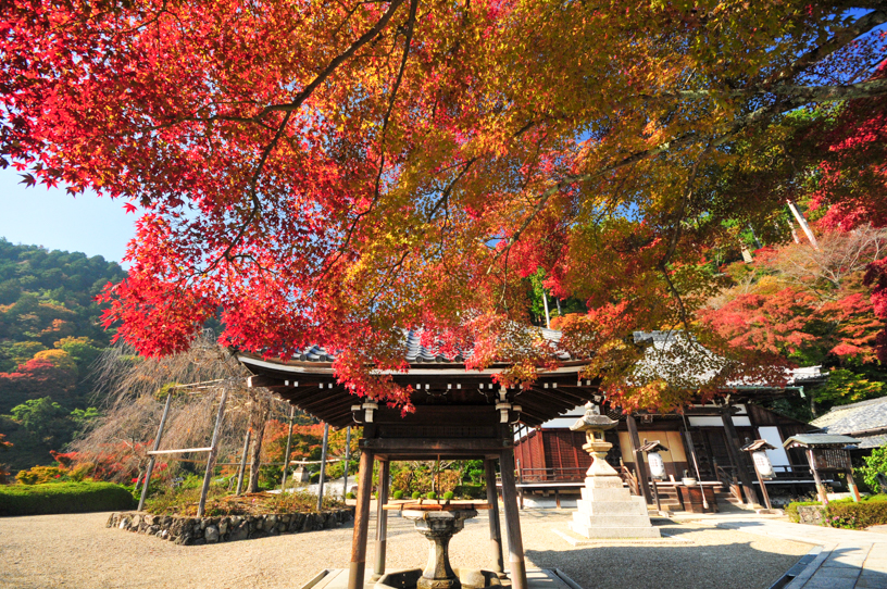 善峯寺 釈迦堂前（撮影日：2024年11月14日）